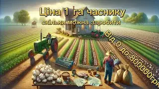 Ціна 1га часнику. Скільки можна заробити і скільки треба вкласти підрахувавши все.