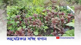 আমেরিকার বাংলাদেশী সবজি বাগান ২০২৩ | USA Vegetable Garden