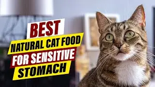 Best Natural Cat Foods for Sensitive Tummies: A Comprehensive Guide