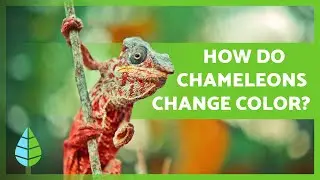 How Do Chameleons Change Color?  🦎 Camouflage and Communication