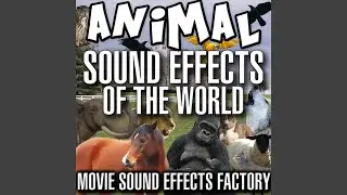 Elephant Sound Effects