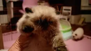 Those Adorable Chocolate and Seal Point Himalayan Kittens