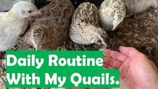 Daily Routine With My Coturnix Quail.