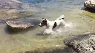 Cute dog plays and try to catch fish at the beach