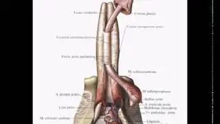 Половой член.  Penis  Гистологическое строение. Норма