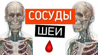 Сосуды шеи в 3D. Кровоток в голову. Артерии, вены и лимфатические сосуды шеи.