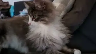 Norwegian Forest Cat: Eddie & Odin The Couch Incident