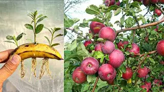 Very Simple And Unique Technique To Grow Apple Tree Fast Using Banana And Egg Natural Hormones