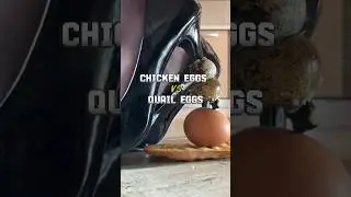 Cat Pumps vs Eggs! Oddly Satisfying Heel Crushing Food! ASMR