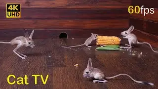 Cat TV Cutest Mice Play Hide and Seek - Ultimate Mouse Chase Fun! for cats to watch  4k 8 hours