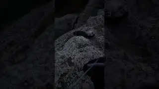 Чуть не произошел кото замес. Крым