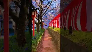 Hirano Shrine /平野神社 There was a beautiful cherry blossom street in front of Hirano Shrine in Kyoto