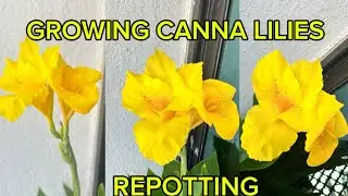 Growing Canna Lily 2024 Care and Repotting Tips #plants #plantscare #cannalily #plantcaretips