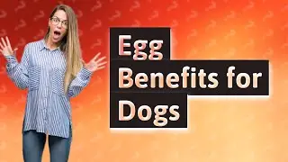 Are eggs good for pregnant dogs?