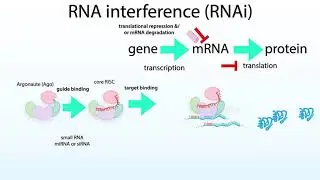 An intro to RNA interference (RNAi), microRNA (miRNA), and Argonaute (Ago)