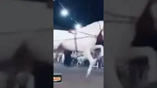 see horse dances 