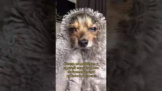 Очень милая собака