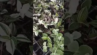 Черенки в Геленджике