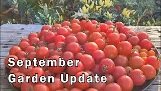 Vegetable Garden Tour and Update What's Growing and What's Ready to Harvest