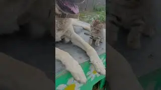Мама кошка Пуся как и раньше переживает за сына Чепусика ☀️🏡🐈🐕😻