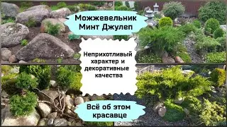 Можжевельник Минт Джулеп.Всё об этом красавце.