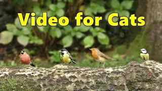 Videos for Cats to Watch ~ Birds on A Big Log ⭐ 8 HOURS ⭐