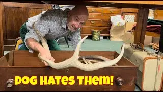Who buys DEER ANTLERS in AUCTION?