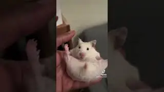 Seggsyyy hammyy #pet #hamsterbabies #hamster