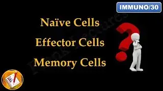 Naive Cells, Effector Cells and Memory Cells (FL-Immuno/30)