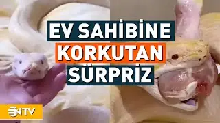 Kiracıya Ulaşamadı, Evde Vahşi Hayvanla Karşılaştı! | NTV