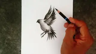 How to draw flying bird by pencil for beginners.