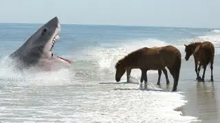 Angriffe auf Tiere von Haien, die aus dem Nichts auftauchten