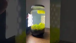 I put water in a jar, this happened! #ecosystem #aquascape #freshwatertank