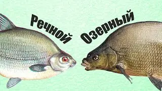 В чем отличие речного Леща от озерного и почему их путают?