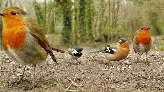 Videos y Película Para Gatos - Canto de Aves