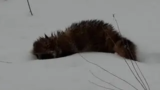 Енотовидная собака весной Енот