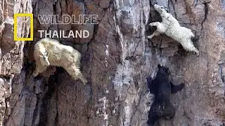 แพะภูเขา Snow Goats กีบเท้าเหล่านี้ไม่สามารถเข้าถึงได้โดยทุกคน! |สารคดีสัตว์ WILDLIFE