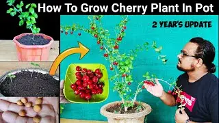 How to grow Cherry plant from seeds in pot 🍒 2 Years Updates🍒 चेरी का पौधा गमले में उगाने का तरीक