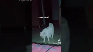 Как ночью кот просит еду