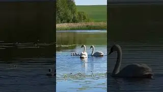 Малыши резвятся под присмотром родителей. #лебедь #birds #swans #милоевидео #swan #beautiful #малыши