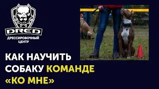 Как научить собаку команде 