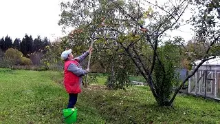 Убираю капусту//Ветрозащита и свесы.