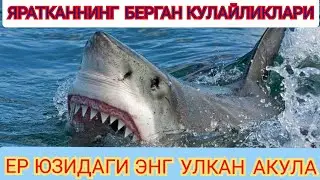 Энг Улкан ва Хавфли Акула Хайвонлар хакида 