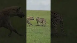 Cheetah Losing Fresh Kill to Hyena! #cheetahhunt #hyena #bigcats #survival #maasaimara