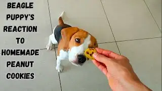 Beagle Puppy's Reaction to Homemade Peanut Cookies - Dog Reaction Video 