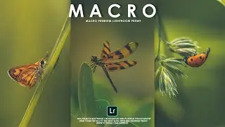 How to Edit Professional Macro Photography │ Mobile Lightroom Presets DNG & XMP Free Download