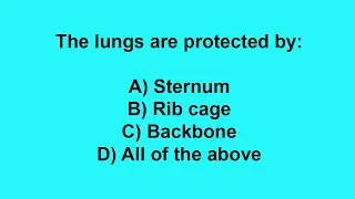 . The lungs are protected by: