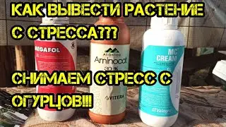 Как мы выводим из стресса наши огурцы!Какие используем препараты☝️