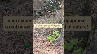 Starling feeds a chick - скворец кормит птенца | Interesting facts about starlings