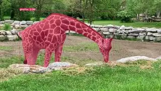 Giraffes - Object Segmentation with YOLACT++